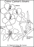 Colour Me Cayman flowers
